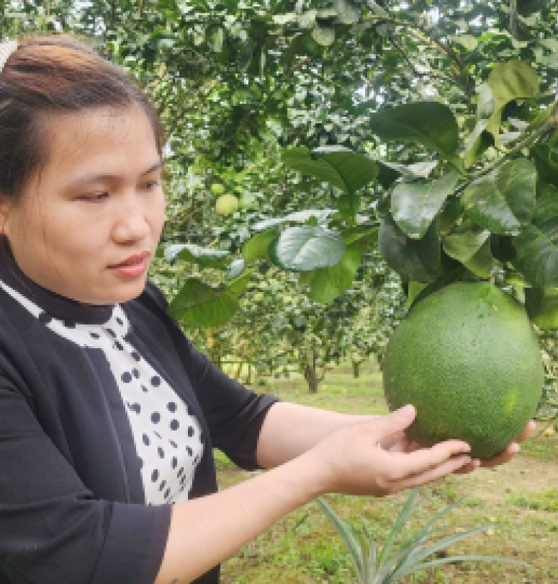 Chú trọng biện pháp sinh học hạn chế sâu bệnh hại bưởi