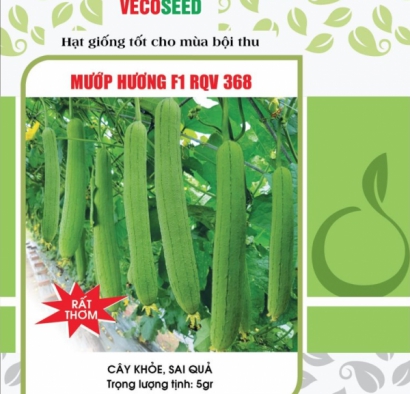 Hạt giống mướp hương f1 – chịu lạnh
